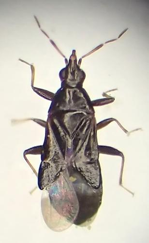 Dufouriellus ater
